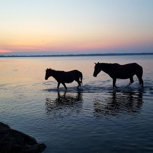 Meet your Posher, Cheyanne